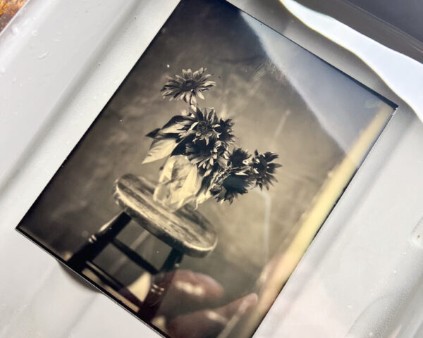 Zebra-Dry-Plate-Tintypes-example-2